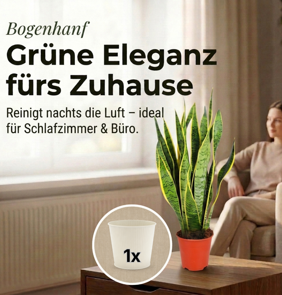 Bogenhanf + 1x Cremefarbener Zinktopf | Sansevieria | ca. 40-50 cm | Ø 12-15 cm Topf