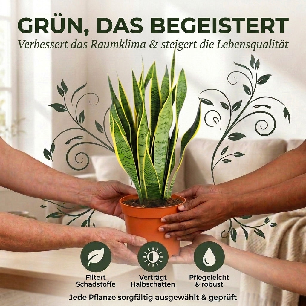 Bogenhanf + 2x Zinktopf | 2er-Set | Sansevieria | ca. 40-50 cm | Ø 12-15 cm Topf