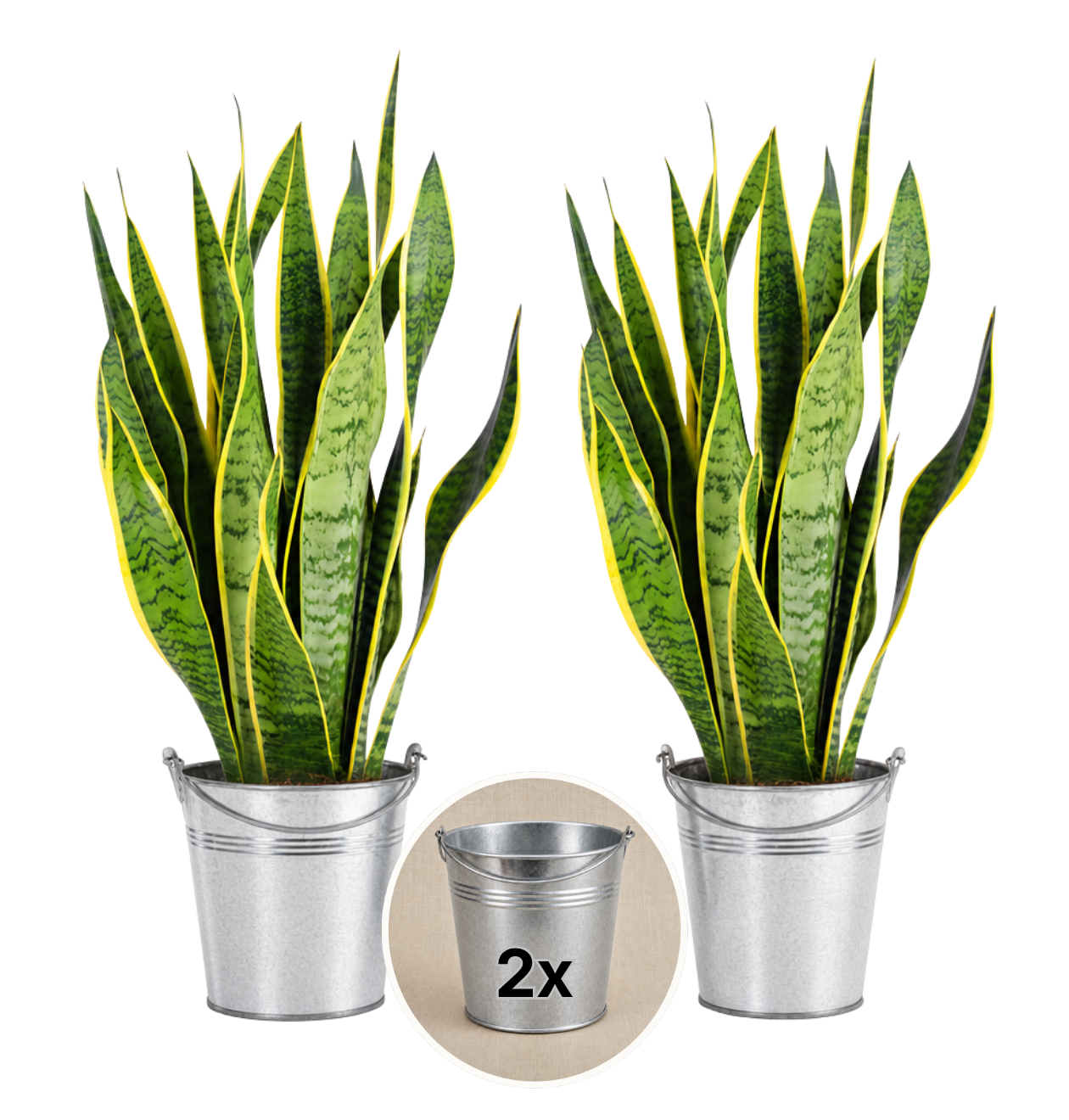 Bogenhanf + 2x Zinktopf | 2er-Set | Sansevieria | ca. 40-50 cm | Ø 12-15 cm Topf
