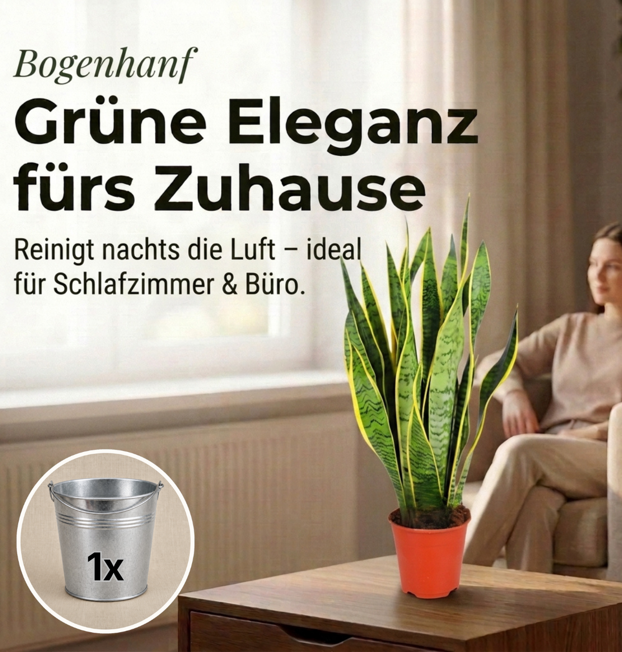Bogenhanf + 1x Zinktopf | Sansevieria | ca. 40-50 cm | Ø 12-15 cm Topf