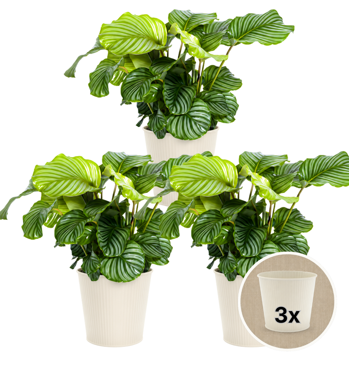 Korbmarante + 3x Cremefarbener Zinktopf | 3er-Set | Calathea | ca. 40-50 cm | Ø 12-15 cm Topf
