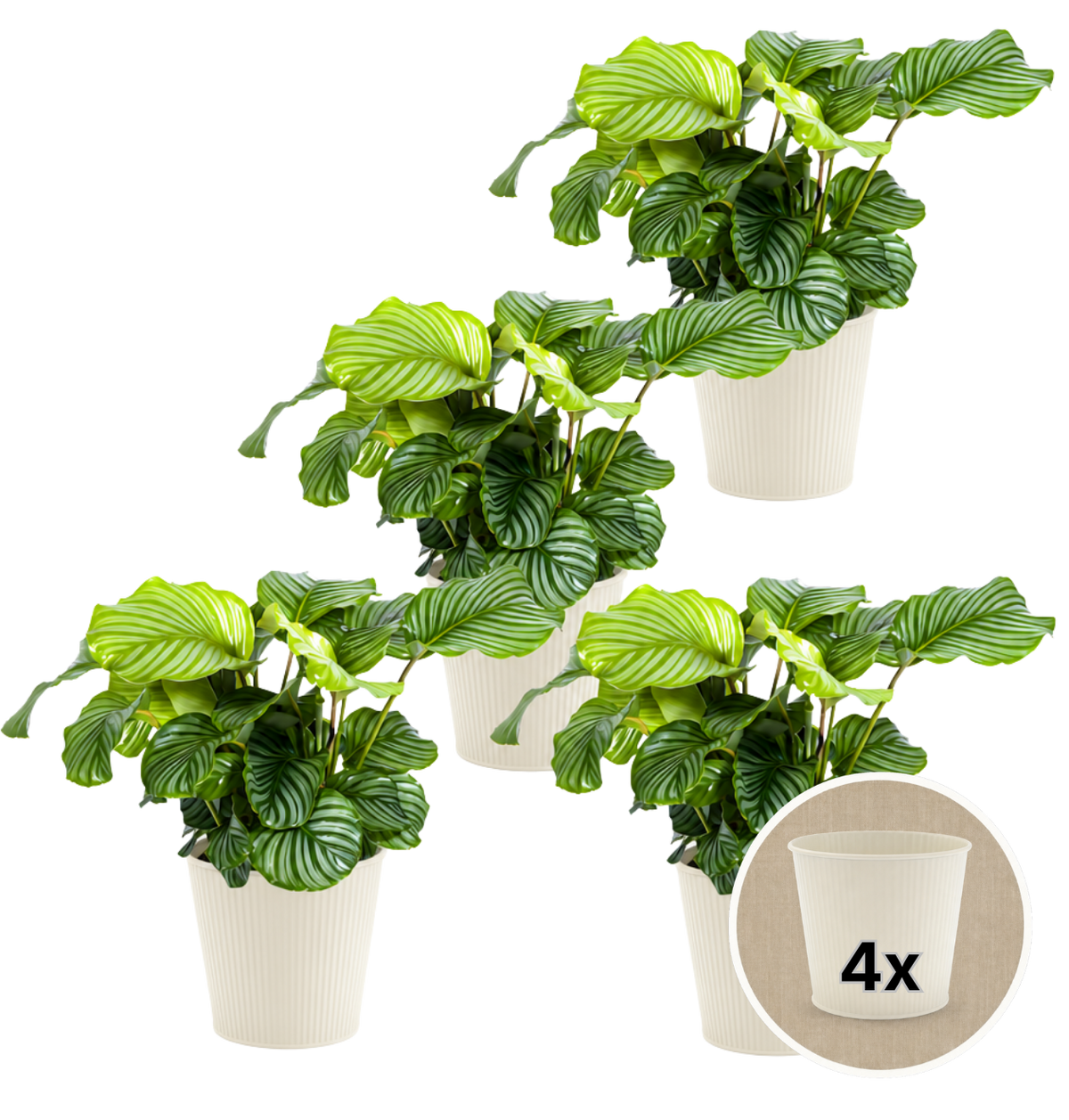 Korbmarante + 4x Cremefarbener Zinktopf | 4er-Set | Calathea | ca. 40-50 cm | Ø 12-15 cm Topf