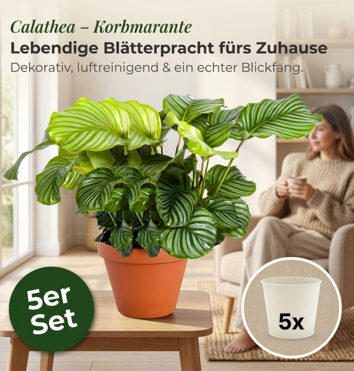 Korbmarante + 5x Cremefarbener Zinktopf | 5er-Set | Calathea | ca. 40-50 cm | Ø 12-15 cm Topf