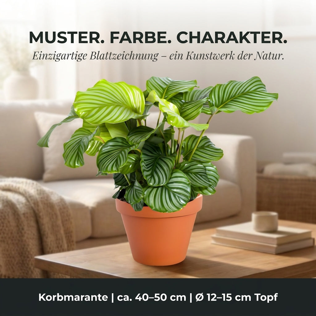 Korbmarante + 1x Cremefarbener Zinktopf | Calathea | ca. 40-50 cm | Ø 12-15 cm Topf