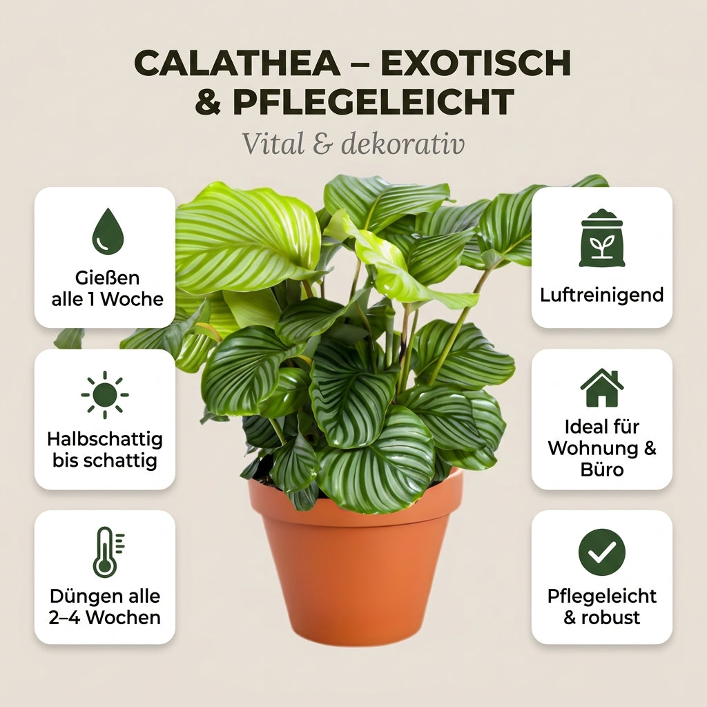 Korbmarante + 6x Cremefarbener Zinktopf | 6er-Set | Calathea | ca. 40-50 cm | Ø 12-15 cm Topf