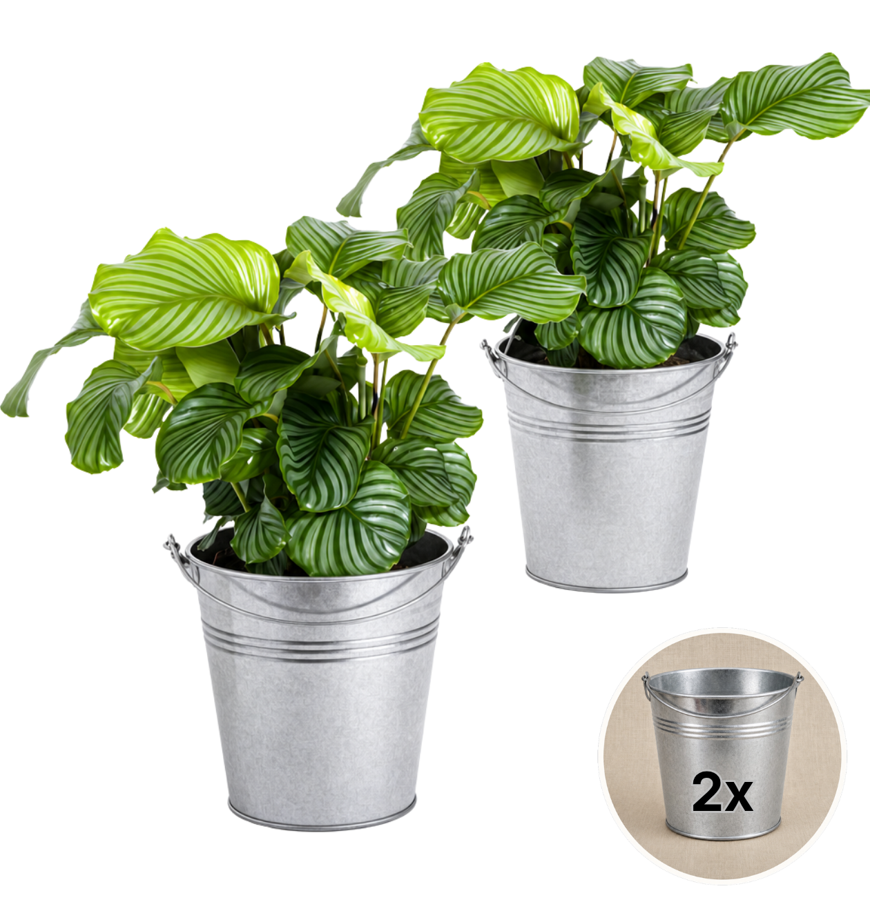 Korbmarante + Zinktopf | 2er-Set | Calathea | ca. 40-50 cm | Ø 12-15 cm Topf