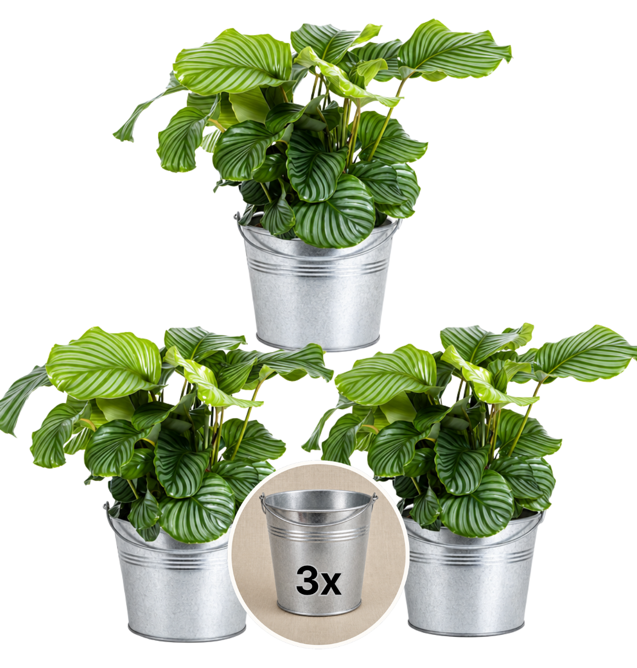 Korbmarante + Zinktopf | 3er-Set | Calathea | ca. 40-50 cm | Ø 12-15 cm Topf