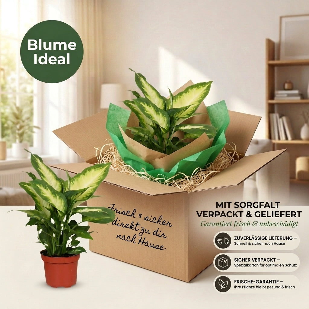 Dieffenbachia + 2x Zinktopf | 2er-Set | ca. 40-50 cm | Ø 12-15 cm Topf