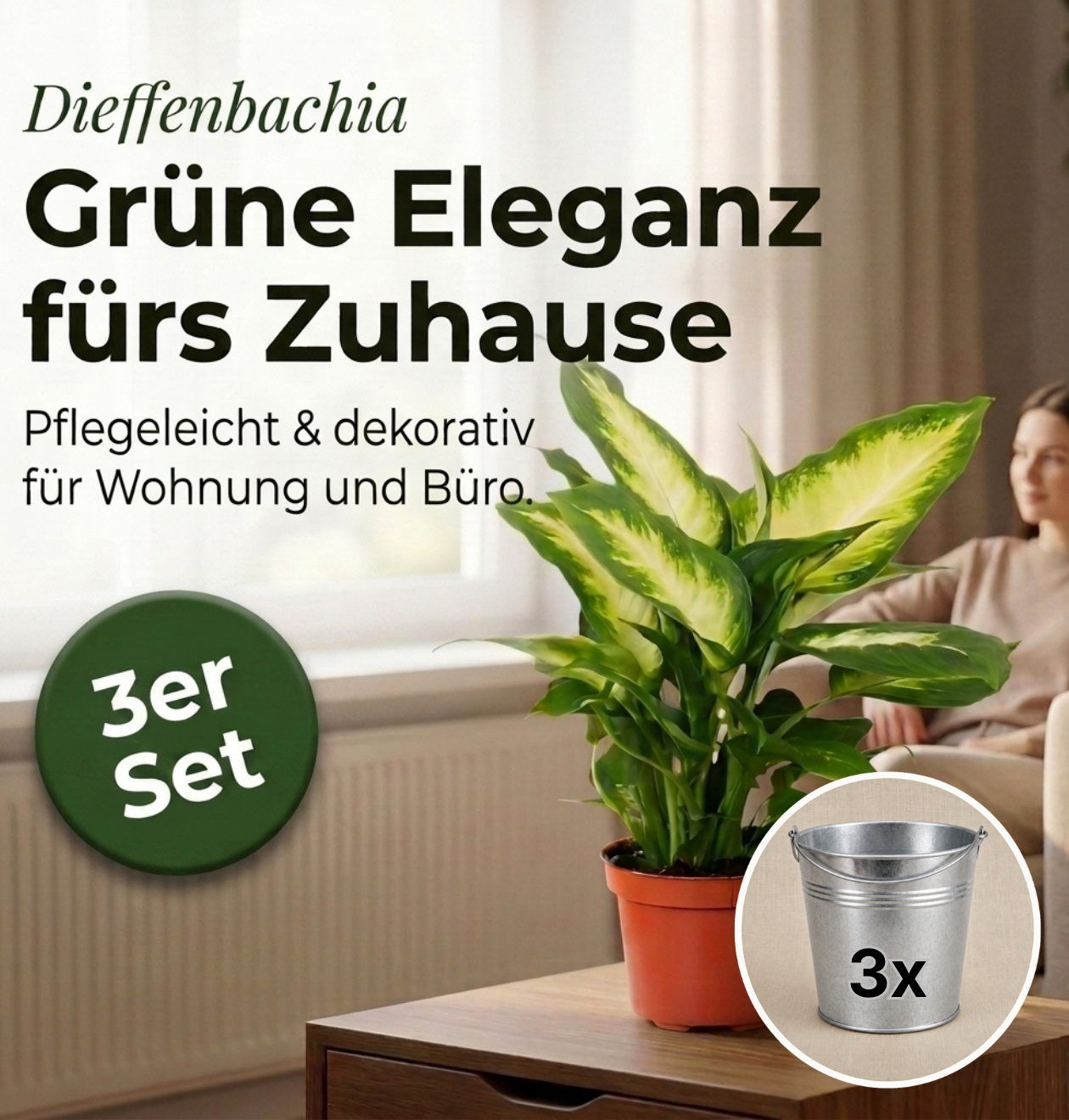 Dieffenbachia + 3x Zinktopf | 3er-Set | ca. 40-50 cm | Ø 12-15 cm Topf
