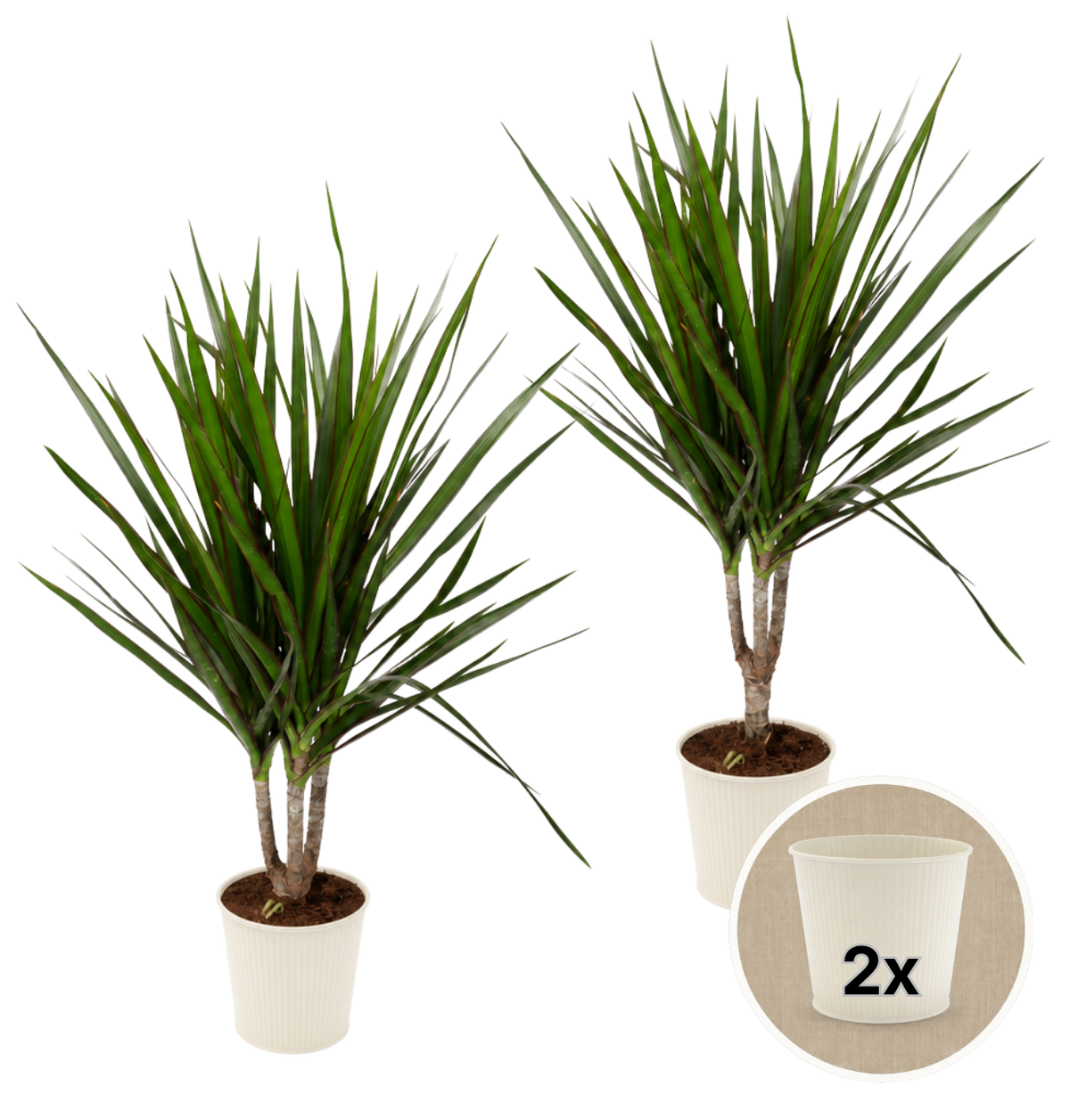 Drachenbaum + 2x Cremefarbener Zinktopf | 2er-Set | Dracaena | ca. 40-50 cm | Ø 12-15 cm Topf