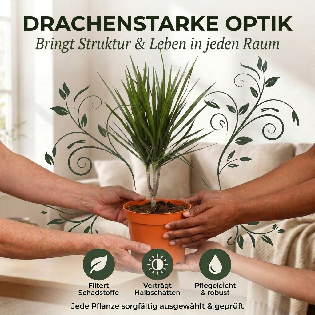 Drachenbaum + 2x Cremefarbener Zinktopf | 2er-Set | Dracaena | ca. 40-50 cm | Ø 12-15 cm Topf