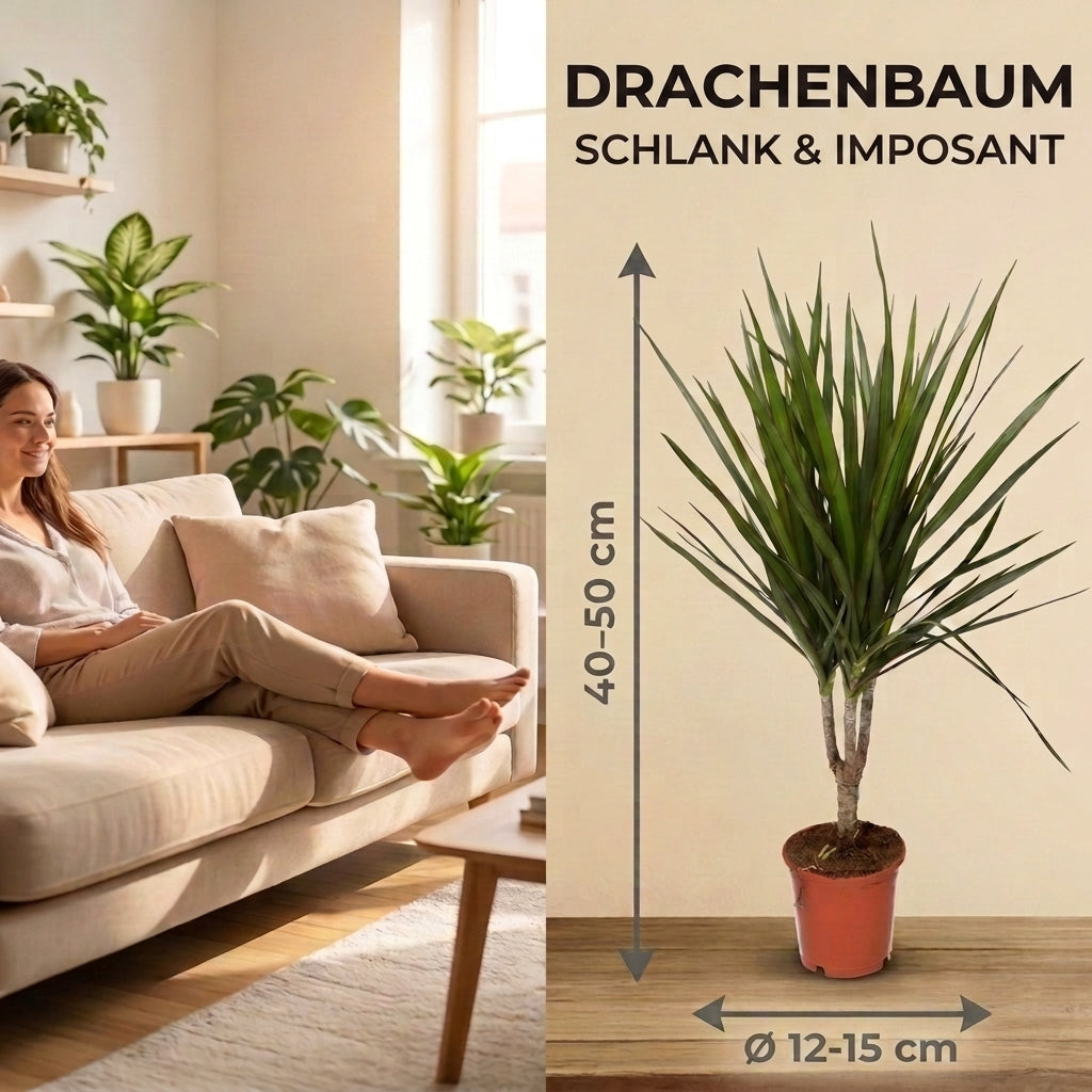 Drachenbaum + 3x Zinktopf | 3er-Set | Dracaena | ca. 40-50 cm | Ø 12-15 cm Topf