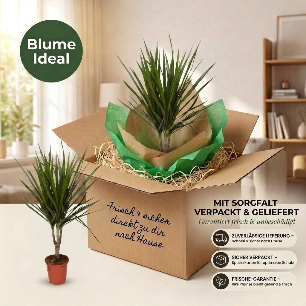 Drachenbaum + 1x Zinktopf | Dracaena | ca. 40-50 cm | Ø 12-15 cm Topf