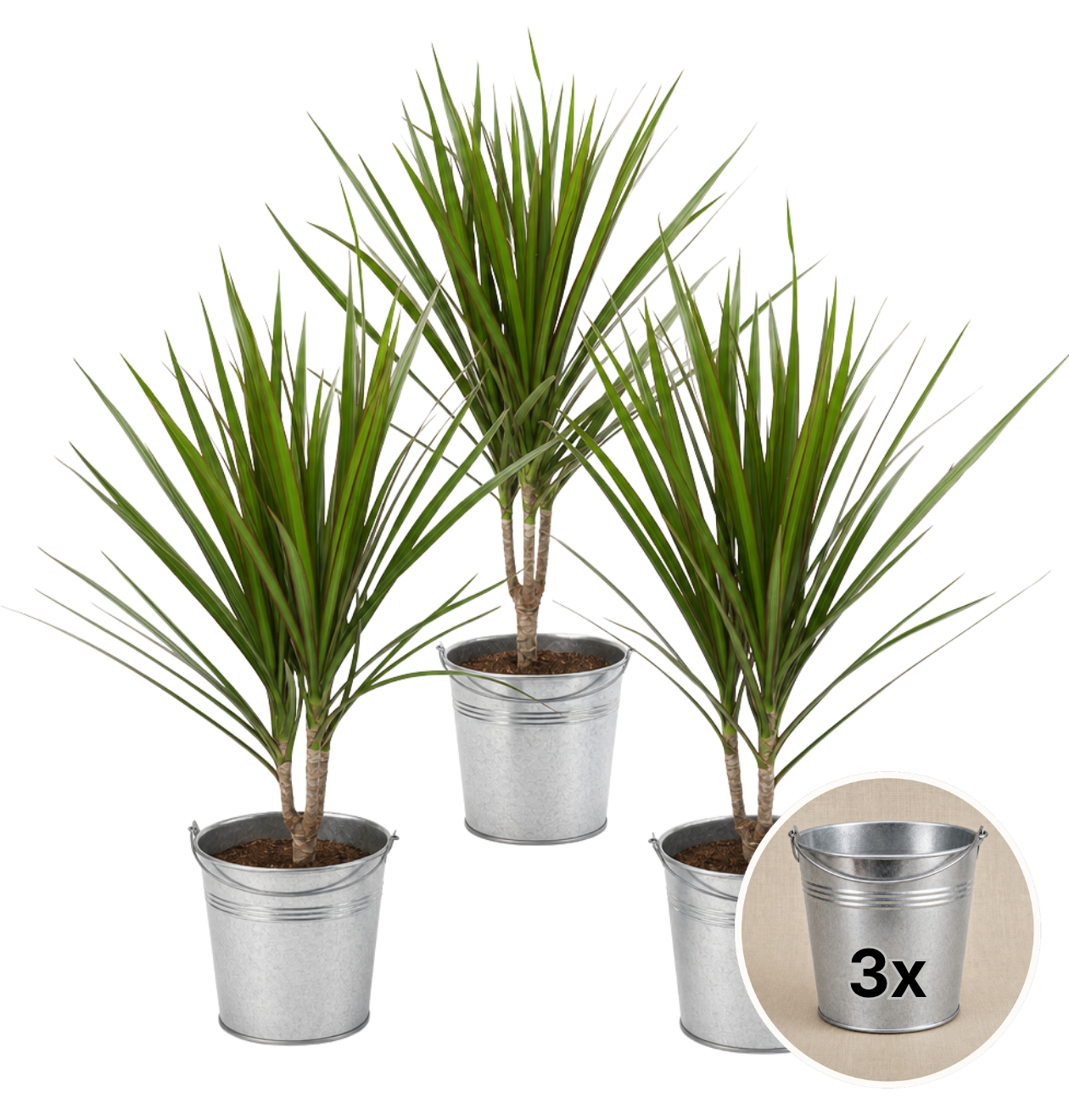 Drachenbaum + 3x Zinktopf | 3er-Set | Dracaena | ca. 40-50 cm | Ø 12-15 cm Topf