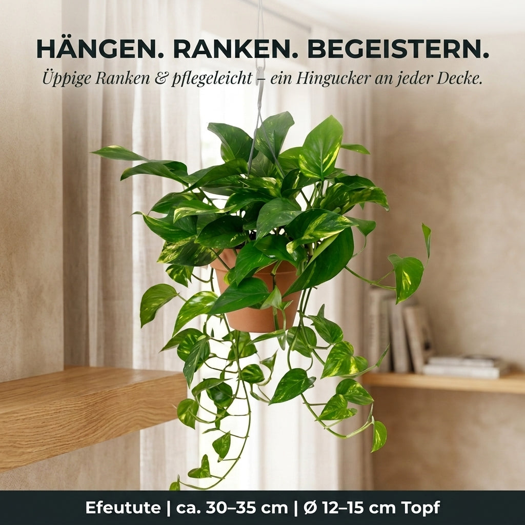 Efeutute (hängend) + Zinktopf | 4er-Set | Epipremnum aureum | ca. 30-35 cm | Ø 12-15 cm Topf