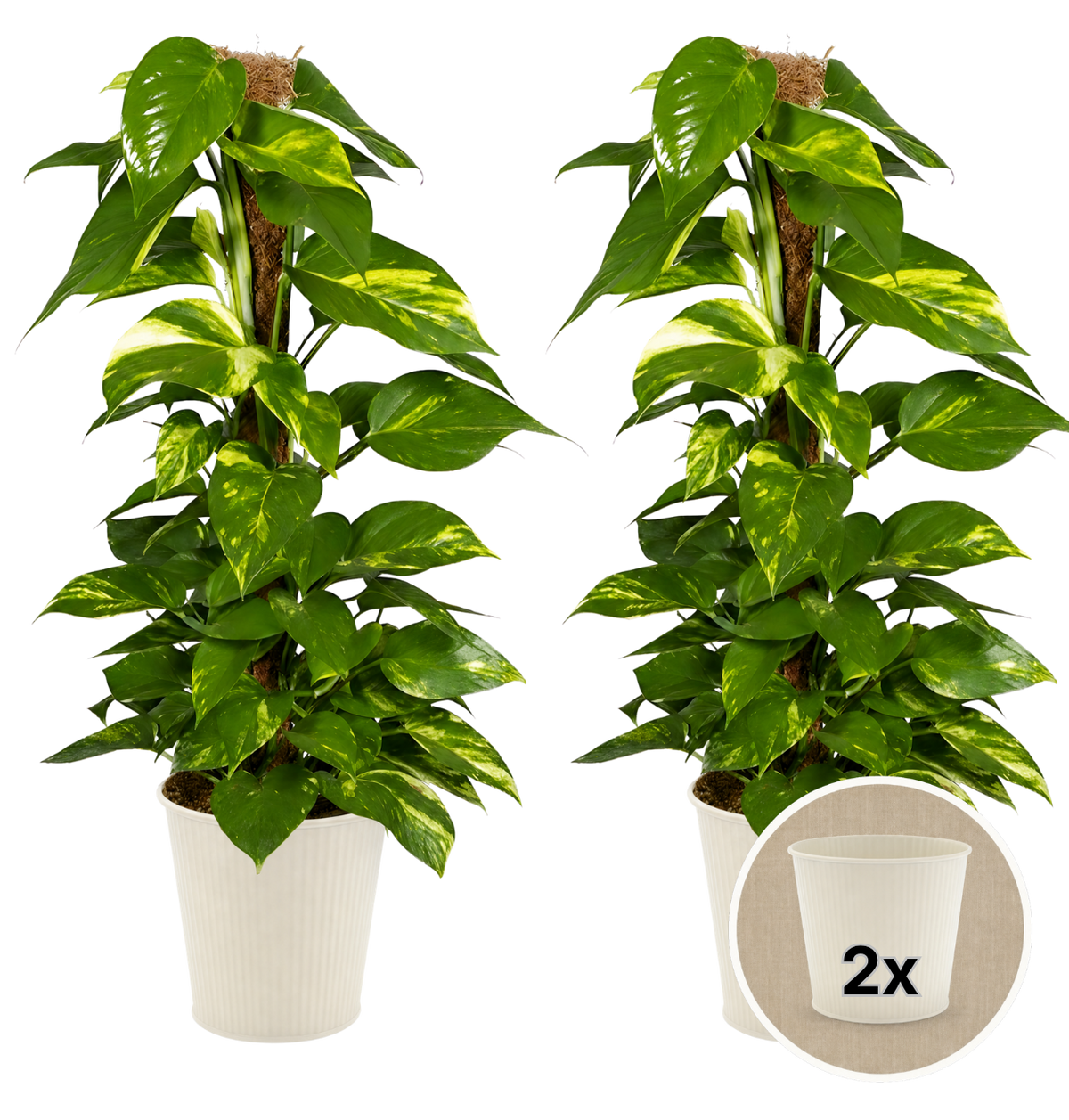 Efeutute am Moosstab + 2x Cremefarbener Zinktopf | 2er-Set | Epipremnum Aureum | ca. 50-60 cm | Ø 12-15 cm Topf