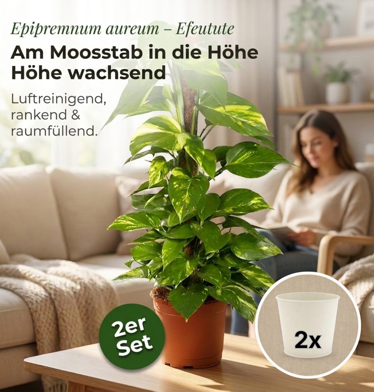 Efeutute am Moosstab + 2x Cremefarbener Zinktopf | 2er-Set | Epipremnum Aureum | ca. 50-60 cm | Ø 12-15 cm Topf
