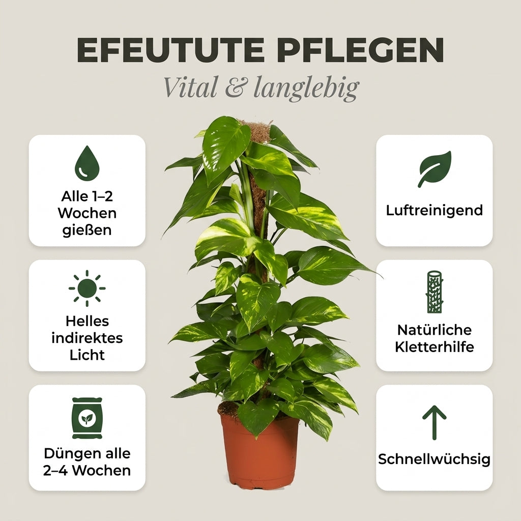 Efeutute am Moosstab + 2x Zinktopf | 2er-Set | Epipremnum Aureum | ca. 50-60 cm | Ø 12-15 cm Topf