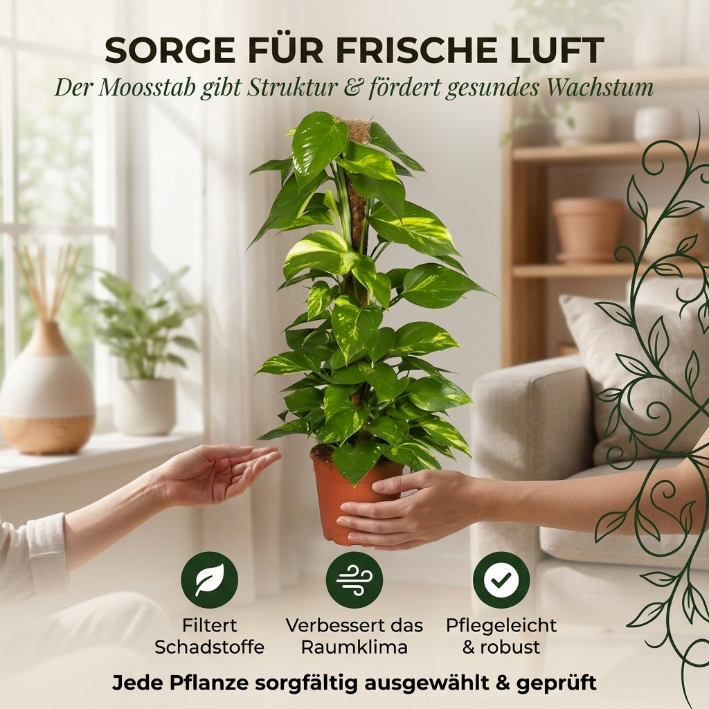 Efeutute am Moosstab + 2x Zinktopf | 2er-Set | Epipremnum Aureum | ca. 50-60 cm | Ø 12-15 cm Topf