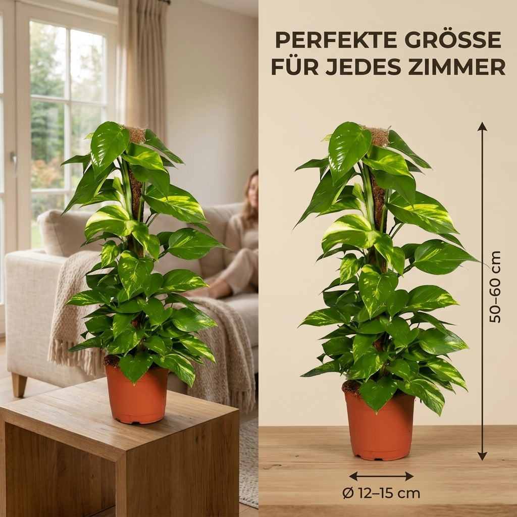 Efeutute am Moosstab + 2x Zinktopf | 2er-Set | Epipremnum Aureum | ca. 50-60 cm | Ø 12-15 cm Topf