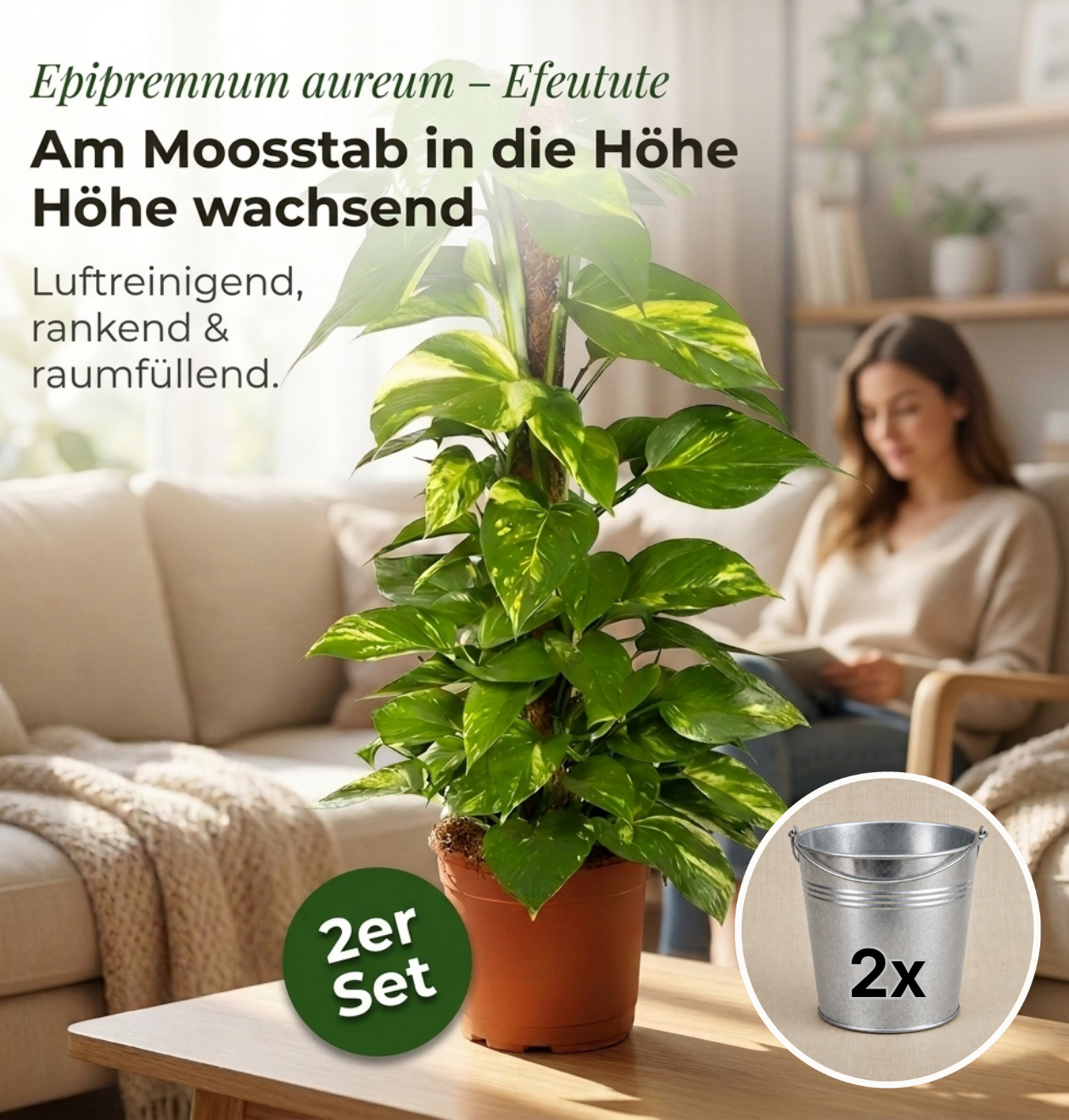 Efeutute am Moosstab + 2x Zinktopf | 2er-Set | Epipremnum Aureum | ca. 50-60 cm | Ø 12-15 cm Topf