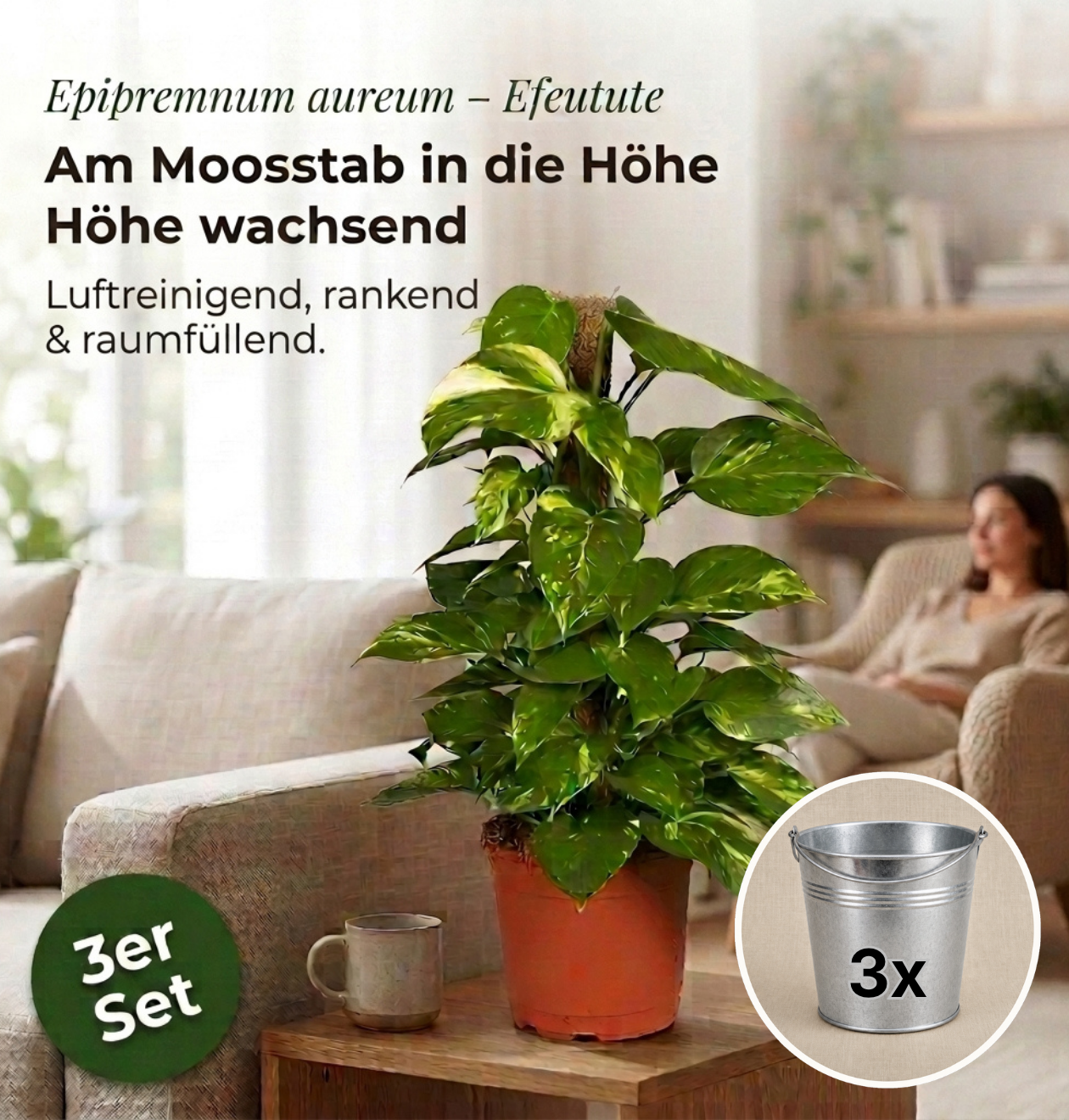 Efeutute am Moosstab + 3x Zinktopf | 3er-Set | Epipremnum Aureum | ca. 50-60 cm | Ø 12-15 cm Topf