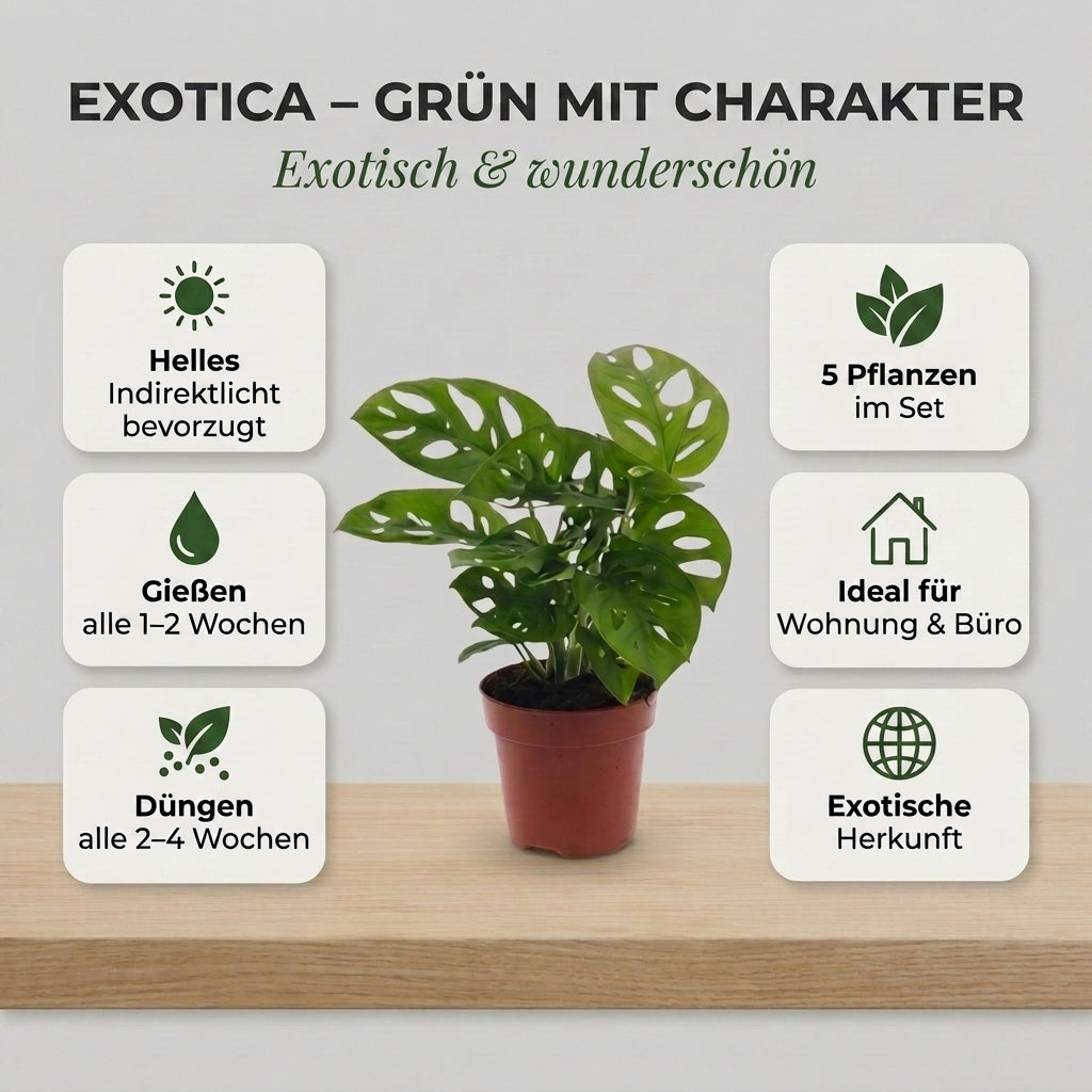 “Exotica” Pflanzenset + 5x Seegraskorb | 5er-Set | ca. 25-50 cm | Ø 12-15 cm Topf