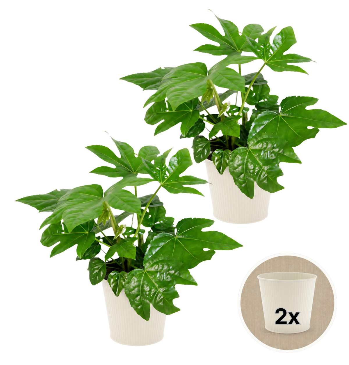 Zimmeraralie + 2x Cremefarbener Zinktopf | 2er-Set | Fatsia japonica | ca. 40-50 cm | Ø 12-15 cm Topf