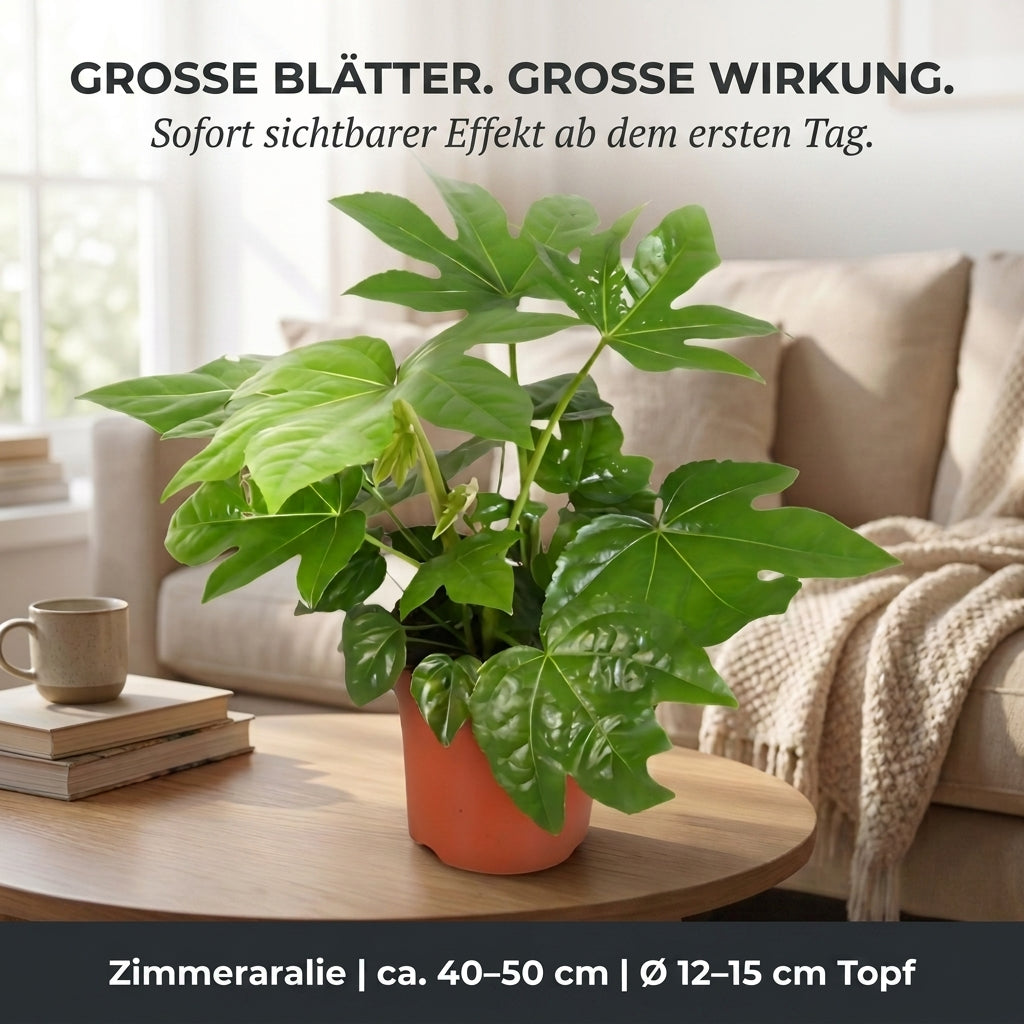 Zimmeraralie + 2x Zinktopf | 2er-Set | Fatsia japonica | ca. 40-50 cm | Ø 12-15 cm Topf