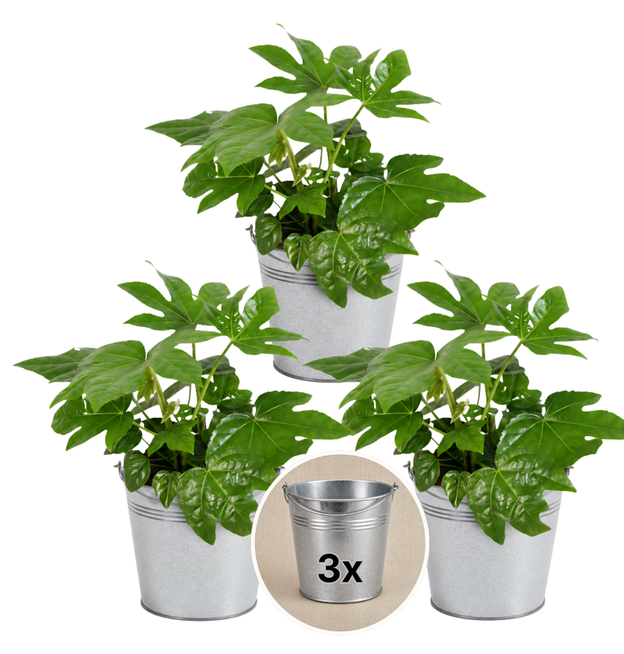 Zimmeraralie + 3x Zinktopf | 3er-Set | Fatsia japonica | ca. 40-50 cm | Ø 12-15 cm Topf