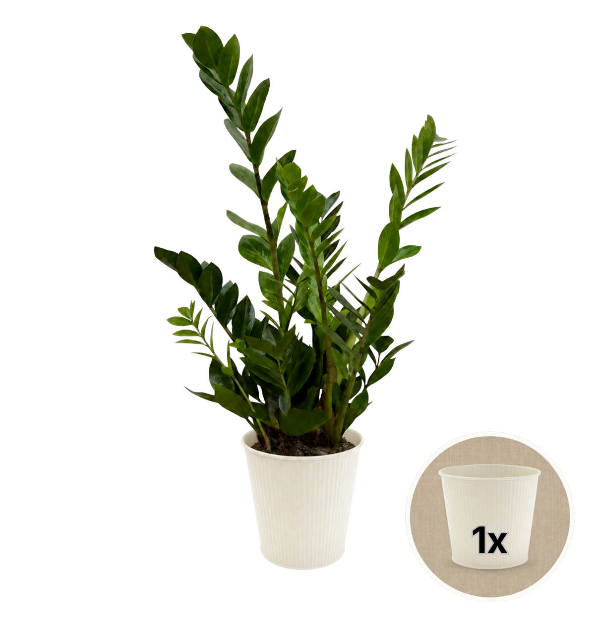 Glücksfeder + 1x Cremefarbener Zinktopf | Zamioculcas zamiifolia | ca. 40-50 cm | Ø 12-15 cm Topf