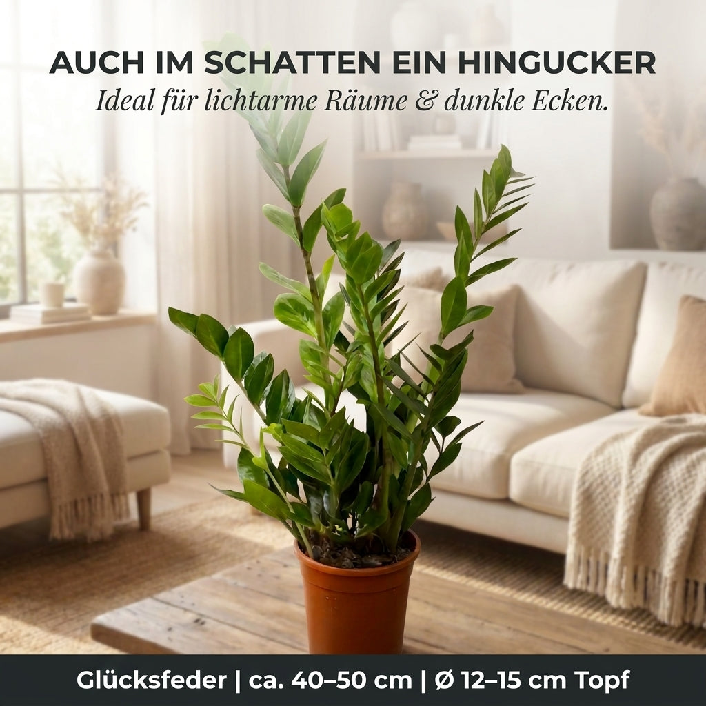 Glücksfeder + 3x Zinktopf | 3er-Set | Zamioculcas zamiifolia | ca. 40-50 cm | Ø 12-15 cm Topf