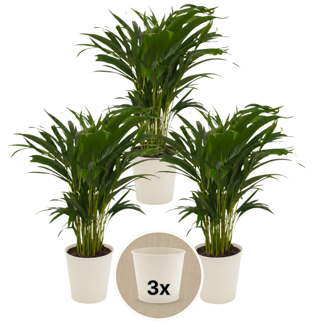 Goldfruchtpalme + 3x Cremefarbener Zinktopf | 3er-Set | Dypsis lutescens | ca. 40-50 cm | Ø 12-15 cm Topf