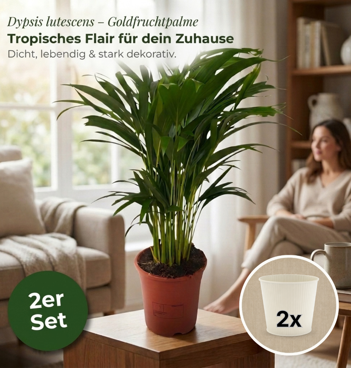 Goldfruchtpalme + 2x Cremefarbener Zinktopf | 2er-Set | Dypsis lutescens | ca. 40-50 cm | Ø 12-15 cm Topf