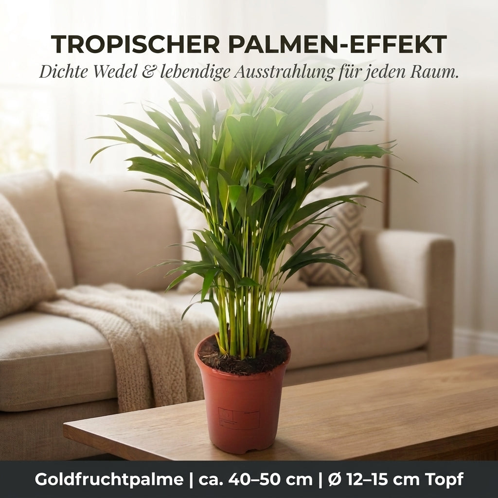 Goldfruchtpalme + 2x Zinktopf | 2er-Set | Dypsis lutescens | ca. 40-50 cm | Ø 12-15 cm Topf