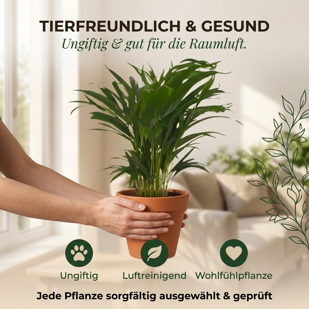 Goldfruchtpalme + 1x Cremefarbener Zinktopf | Dypsis lutescens | ca. 40-50 cm | Ø 12-15 cm Topf