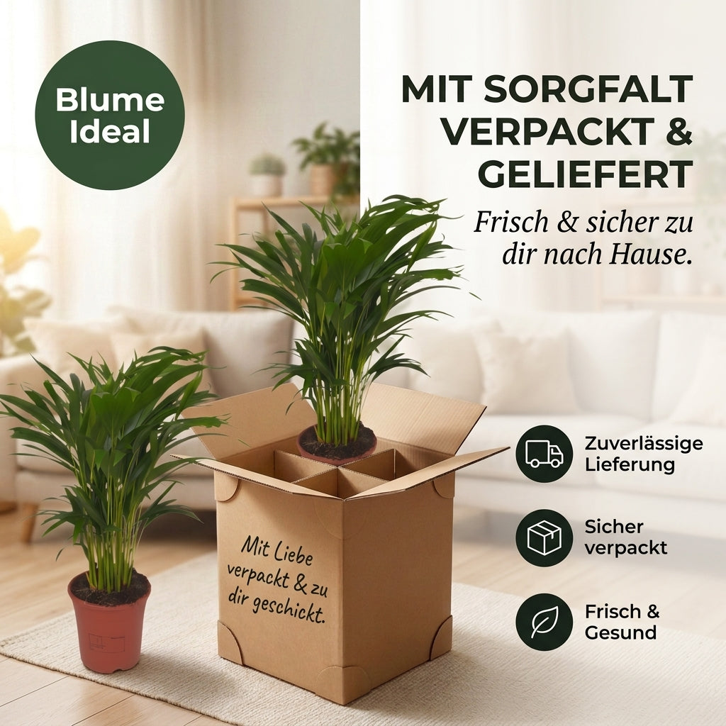 Goldfruchtpalme + 2x Zinktopf | 2er-Set | Dypsis lutescens | ca. 40-50 cm | Ø 12-15 cm Topf