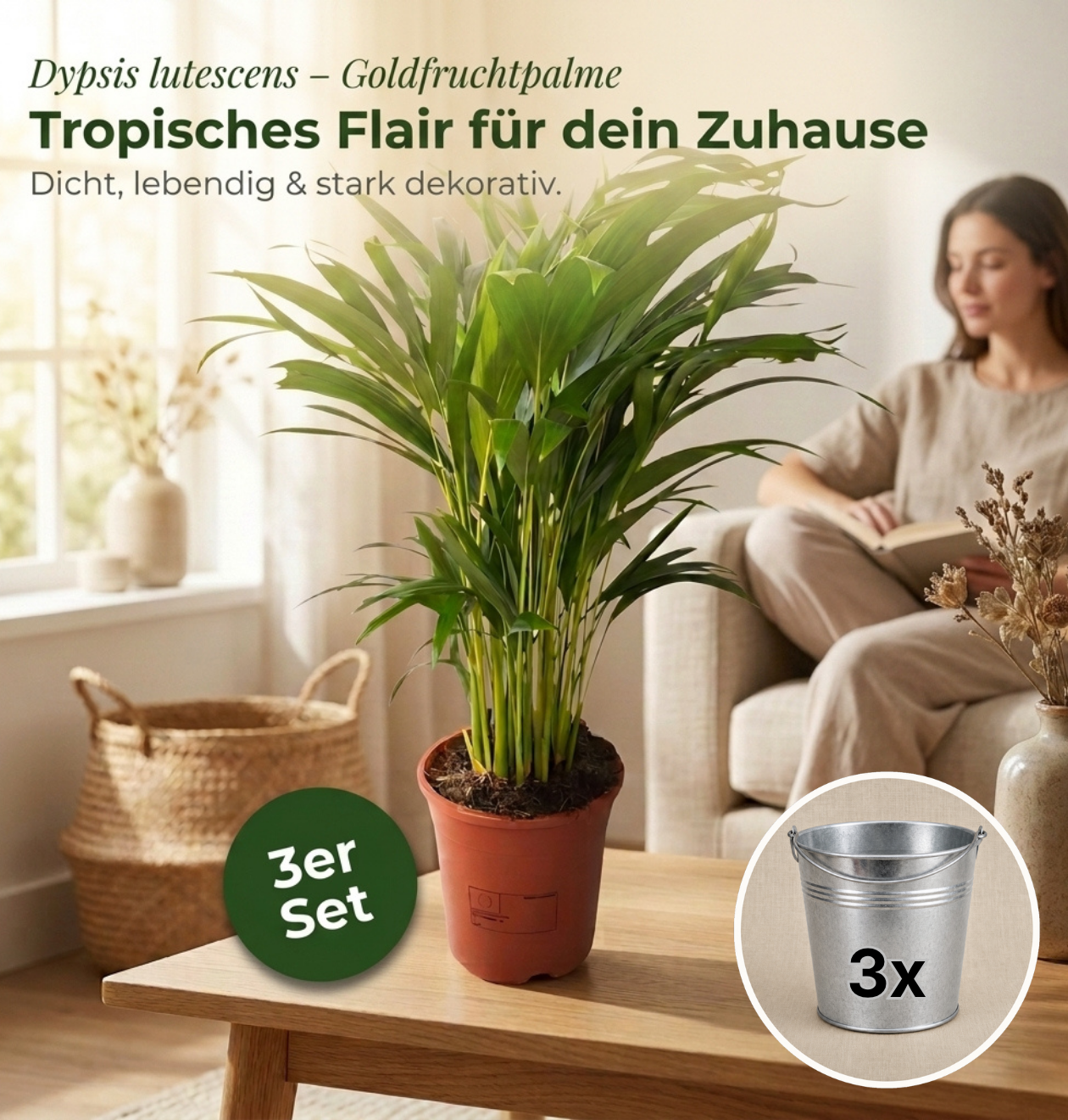 Goldfruchtpalme + 3x Zinktopf | 3er-Set | Dypsis lutescens | ca. 40-50 cm | Ø 12-15 cm Topf