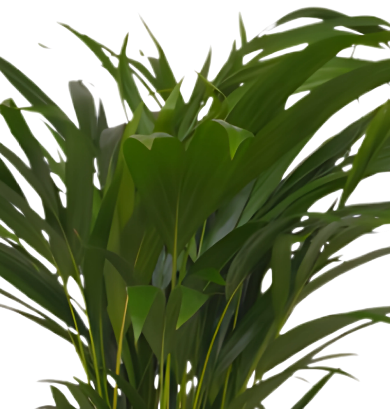 Goldfruchtpalme | 2er-Set | Dypsis lutescens | ca. 40-50 cm | Ø 12-15 cm Topf