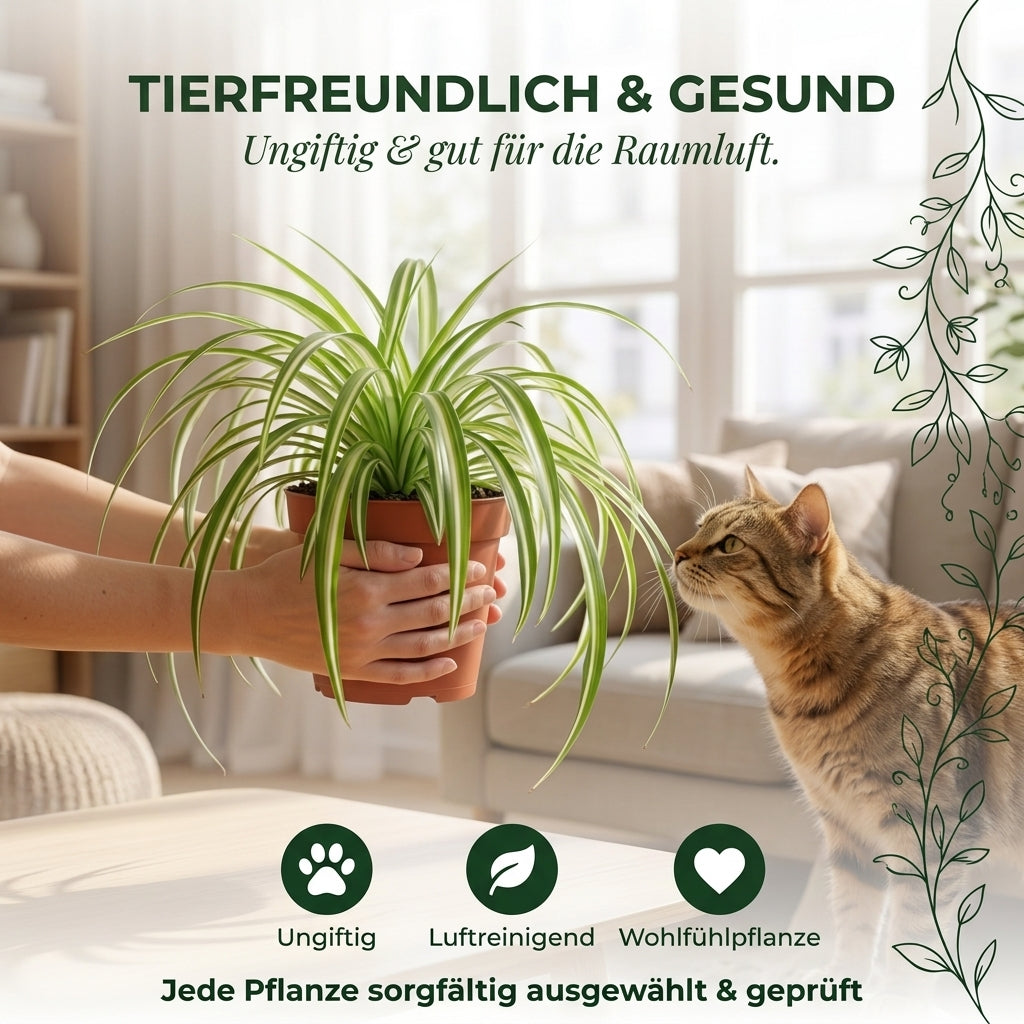 Grünlilie + 3x Zinktopf | 3er-Set | Chlorophytum | ca. 40-50 cm | Ø 12-15 cm Topf