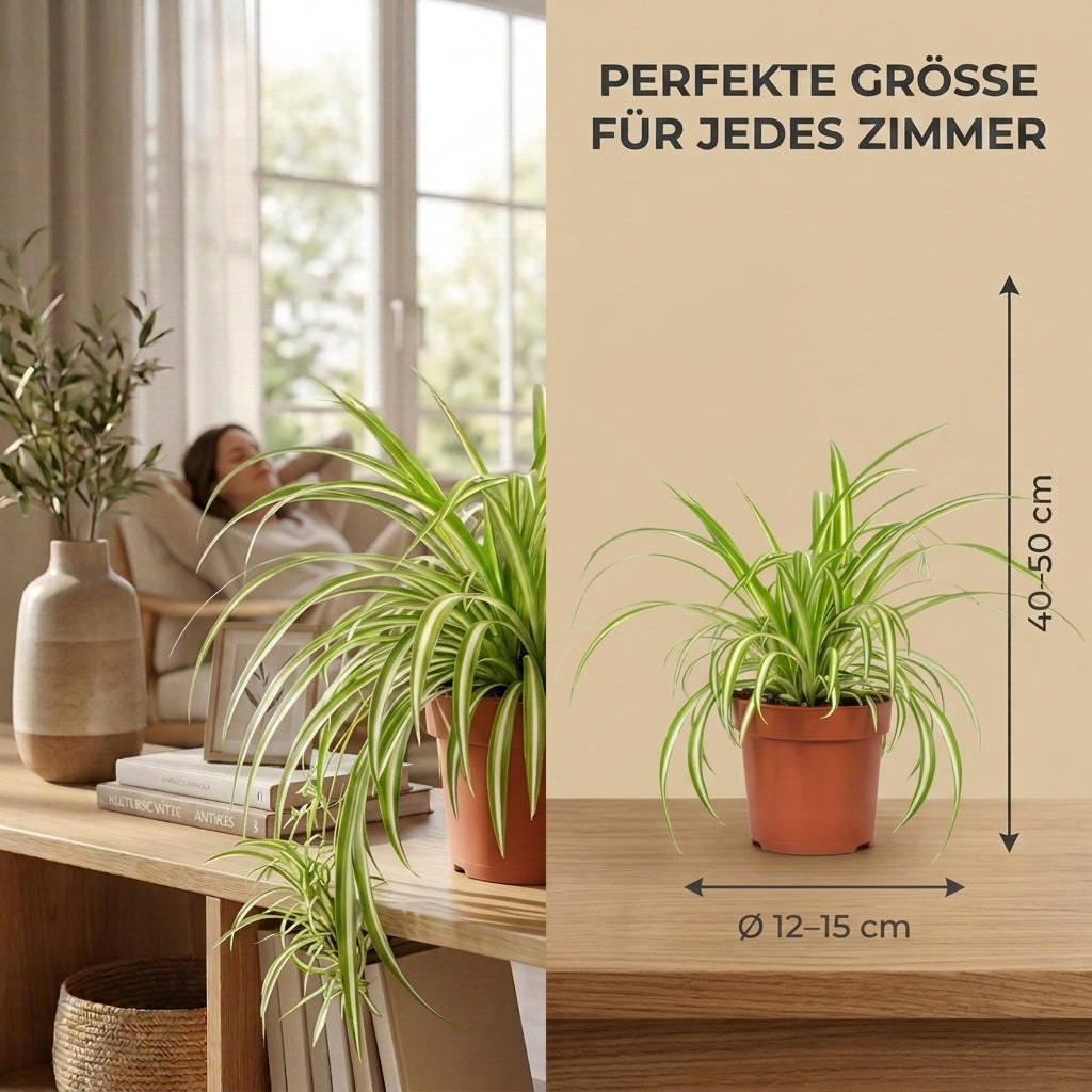 Grünlilie + 2x Zinktopf | 2er-Set | Chlorophytum | ca. 40-50 cm | Ø 12-15 cm Topf