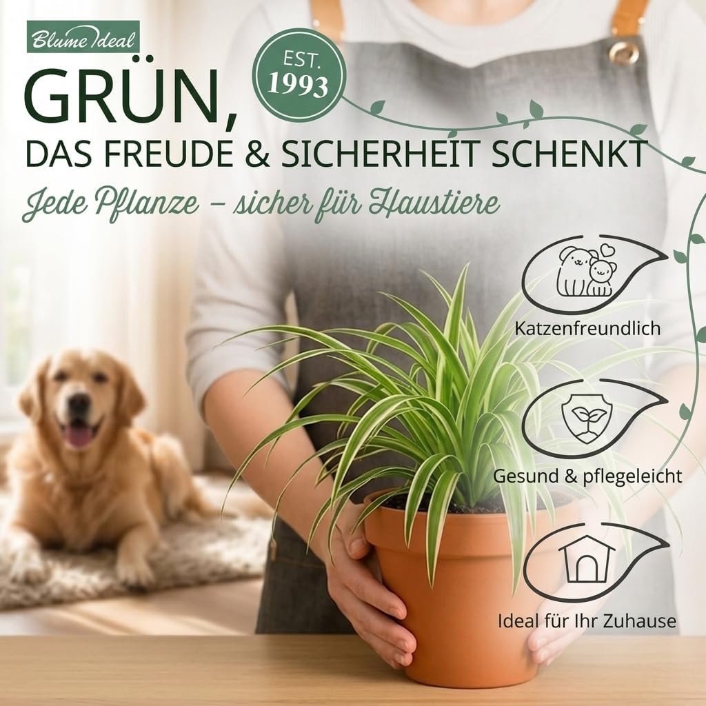“Katzenliebhaber” Pflanzenset + 5x Seegraskorb | 5er-Set | ca. 30-45 cm | Ø 12-15 cm Topf