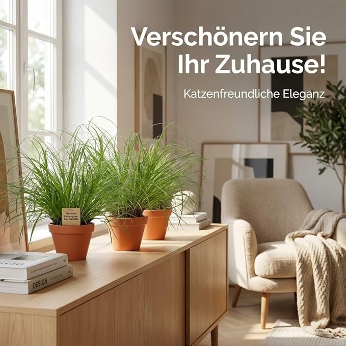 Katzengras + 1x Seegraskorb | Cyperus zumula | ca. 20-30 cm | Ø 12-15 cm Topf
