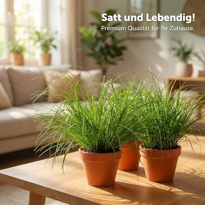 Katzengras + Zinktopf | 3er-Set | Cyperus zumula | ca. 20-30 cm | Ø 12-15 cm Topf