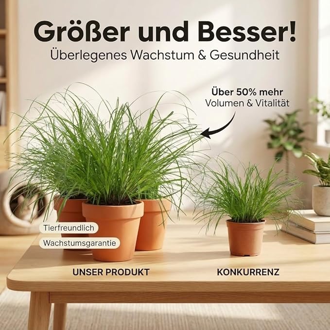 Katzengras + Zinktopf | 5er-Set | Cyperus zumula | ca. 20-30 cm | Ø 12-15 cm Topf