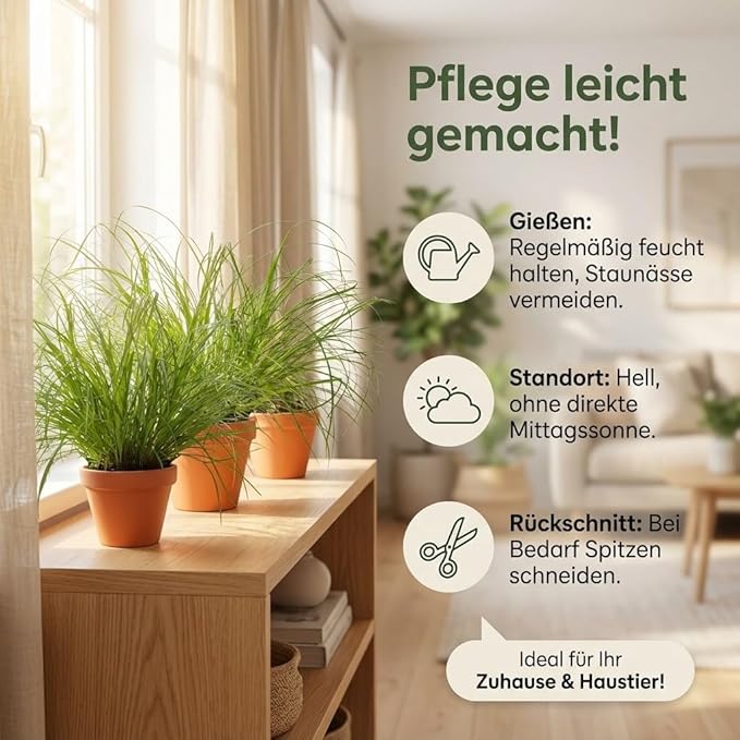 Katzengras + Zinktopf | 3er-Set | Cyperus zumula | ca. 20-30 cm | Ø 12-15 cm Topf