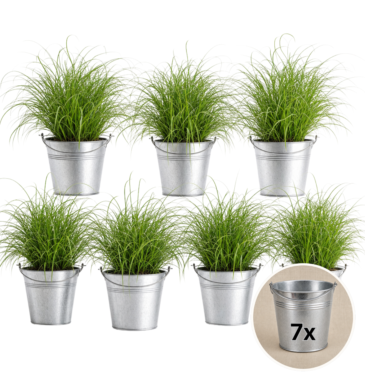 Katzengras + Zinktopf | 7er-Set | Cyperus zumula | ca. 20-30 cm | Ø 12-15 cm Topf
