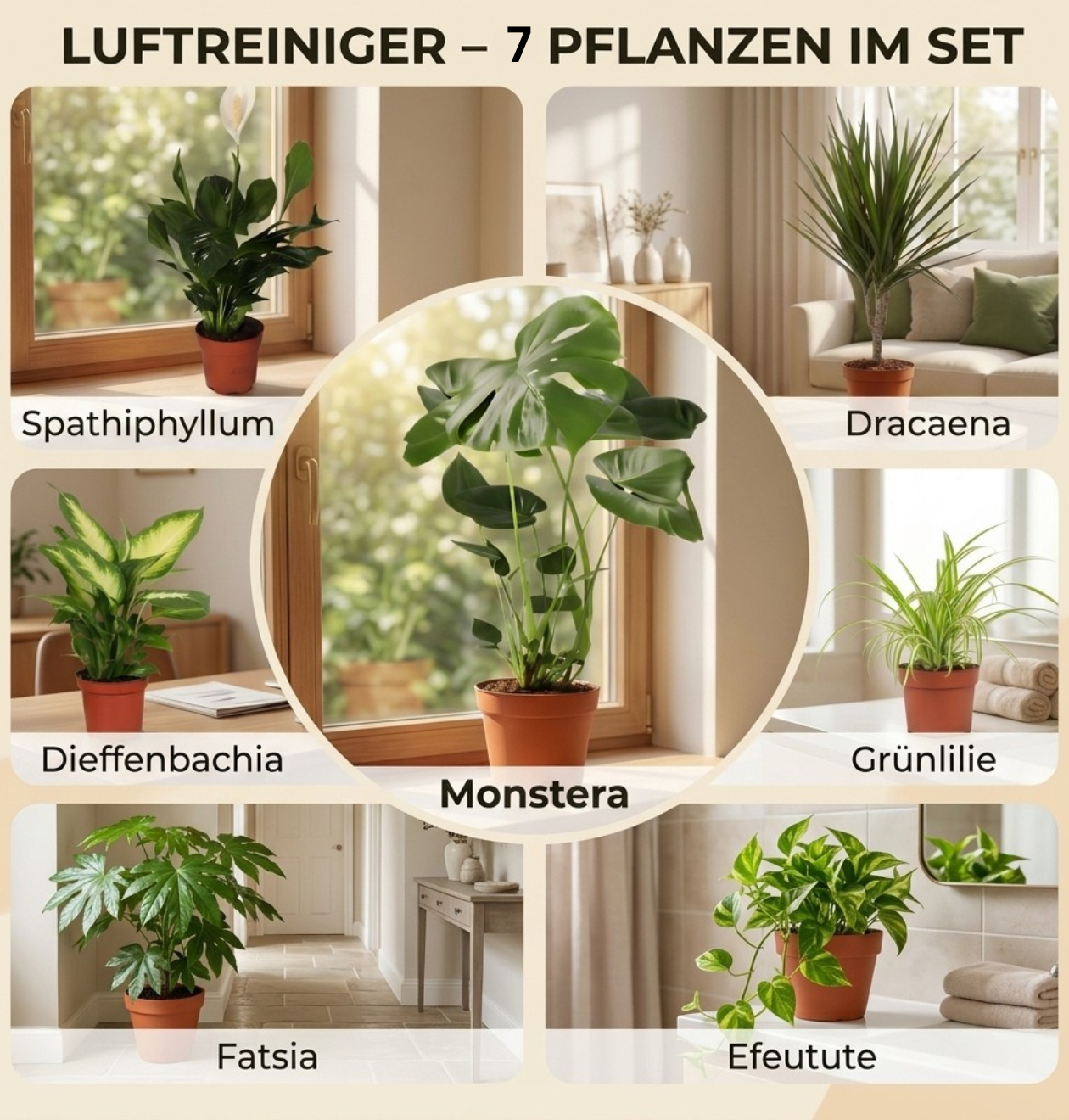 “Luftreiniger” Pflanzen-Set + Zinktopf | 7er-Set | ca. 30-70 cm | Ø 12-15 cm Topf