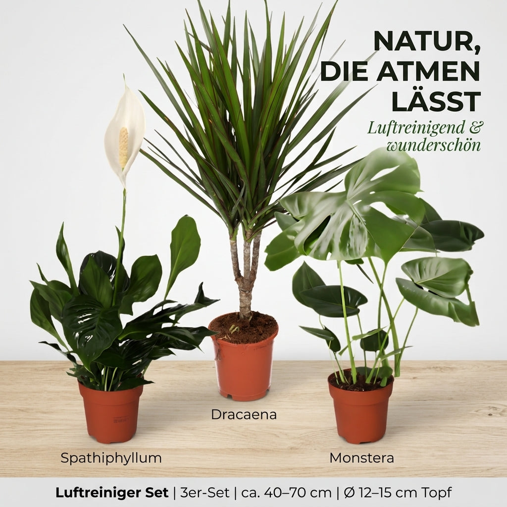 “Luftreiniger” Pflanzen-Set + Zinktopf | 3er-Set | ca. 40-70 cm | Ø 12-15 cm Topf