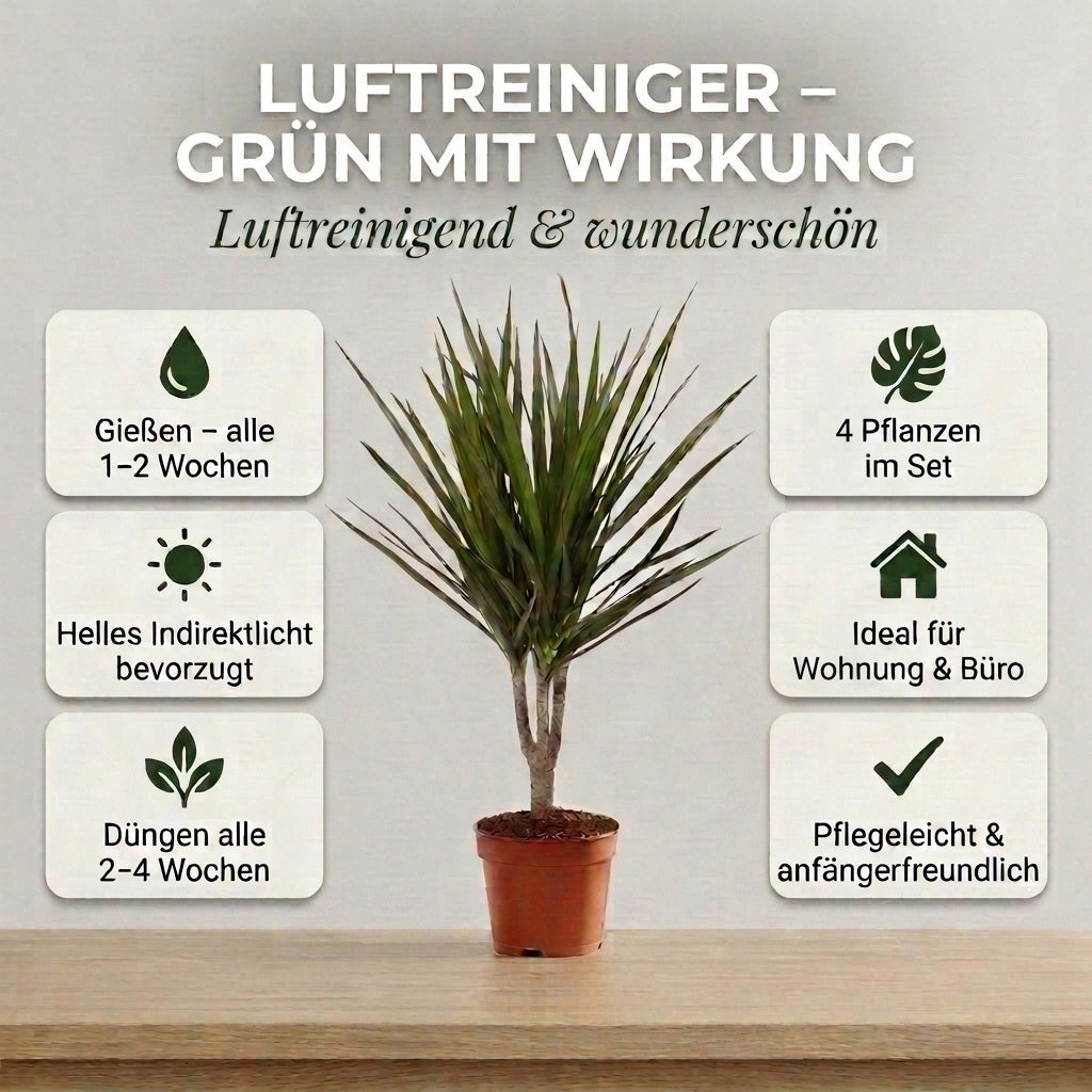 “Luftreiniger” Pflanzen-Set + Zinktopf | 4er-Set | ca. 40-70 cm | Ø 12-15 cm Topf